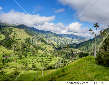 Cocora Valley near Salento in Colombia 61311912