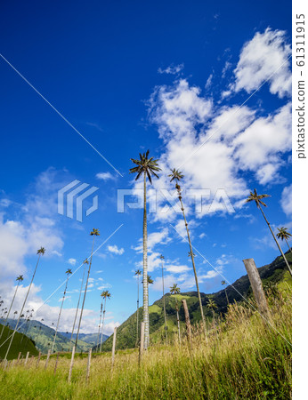 Cocora Valley near Salento in Colombia Cocora Valley near Salento in Colombia 61311915