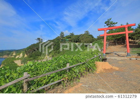 [石川縣]能登半島赤花本澤天 61312279