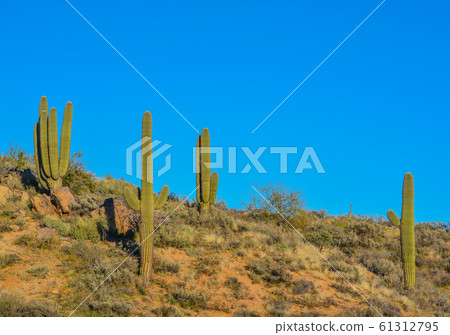 Saguaro Cactus (Carnegiea Gigantea) at the Tonto National Forest in the Sonoran Desert. Maricopa County, Arizona USA Saguaro Cactus (Carnegiea Gigantea) at the Tonto National Forest in the Sonoran Desert. Maricopa County, Arizona USA 61312795