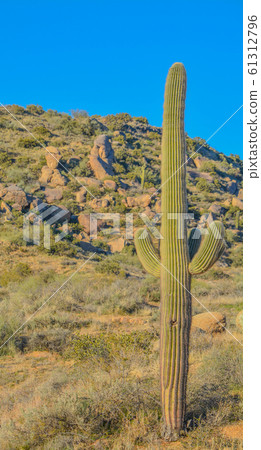 Saguaro Cactus (Carnegiea Gigantea) at the Tonto National Forest in the Sonoran Desert. Maricopa County, Arizona USA Saguaro Cactus (Carnegiea Gigantea) at the Tonto National Forest in the Sonoran Desert. Maricopa County, Arizona USA 61312796