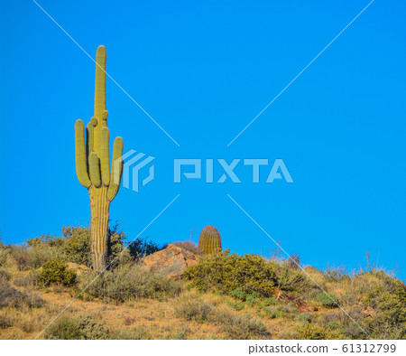 Saguaro Cactus (Carnegiea Gigantea) at the Tonto National Forest in the Sonoran Desert. Maricopa County, Arizona USA 61312799