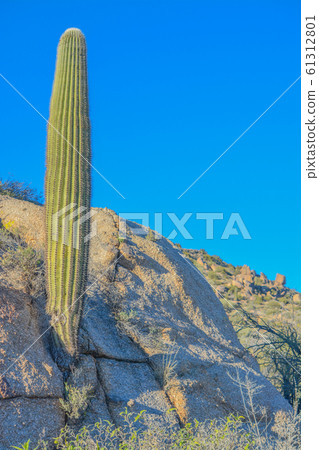 Saguaro Cactus (Carnegiea Gigantea) at the Tonto National Forest in the Sonoran Desert. Maricopa County, Arizona USA 61312801