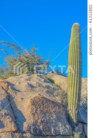 Saguaro Cactus (Carnegiea Gigantea) at the Tonto National Forest in the Sonoran Desert. Maricopa County, Arizona USA Saguaro Cactus (Carnegiea Gigantea) at the Tonto National Forest in the Sonoran Desert. Maricopa County, Arizona USA 61312802