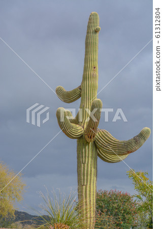 Saguaro Cactus (Carnegiea Gigantea) at the Tonto National Forest in the Sonoran Desert. Maricopa County, Arizona USA Saguaro Cactus (Carnegiea Gigantea) at the Tonto National Forest in the Sonoran Desert. Maricopa County, Arizona USA 61312804