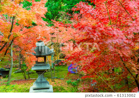 在京都東山區東福寺的正林寺拍攝的秋葉 在京都東山區東福寺的正林寺拍攝的秋葉 61313002