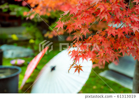 Autumn leaves taken at Shorinji Temple at Tofukuji Temple in Higashiyama-ku, Kyoto Autumn leaves taken at Shorinji Temple at Tofukuji Temple in Higashiyama-ku, Kyoto 61313019
