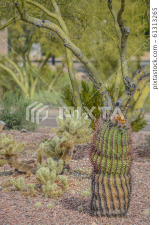 Barrel Cactus and Jumping Cholla Cactus at Anthem in Maricopa County, Arizona USA Barrel Cactus and Jumping Cholla Cactus at Anthem in Maricopa County, Arizona USA 61313265