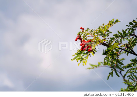 Rowan berry on mountain-ash deciduous tree, copy space on blue clear sky background, sunny day Rowan berry on mountain-ash deciduous tree, copy space on blue clear sky background, sunny day 61313400