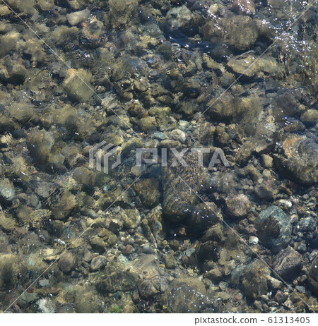 Abstract view of Agua Fria River flowing in Peoria, Maricopa County, Arizona USA. Abstract view of Agua Fria River flowing in Peoria, Maricopa County, Arizona USA. 61313405