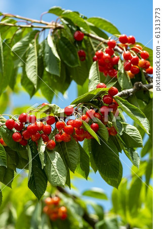 Cherries that grow red 61313773