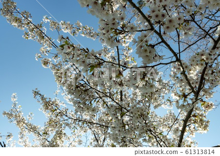 Cherry blossoms in full bloom in Japan Cherry blossoms in full bloom in Japan 61313814