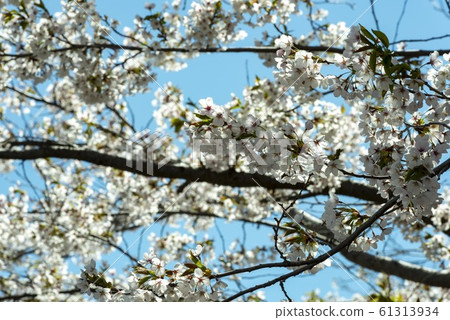 日本美麗的櫻花 61313934