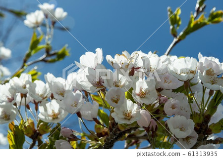 日本美麗的櫻花 61313935