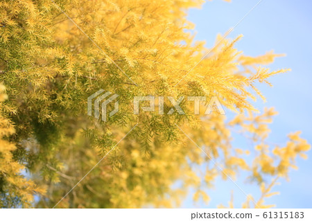 The yellow leaves of the revolution gold 61315183