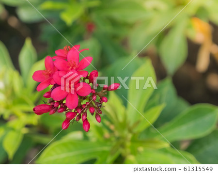 red Jatropha integerrima or Spicy Jatropha in the 61315549