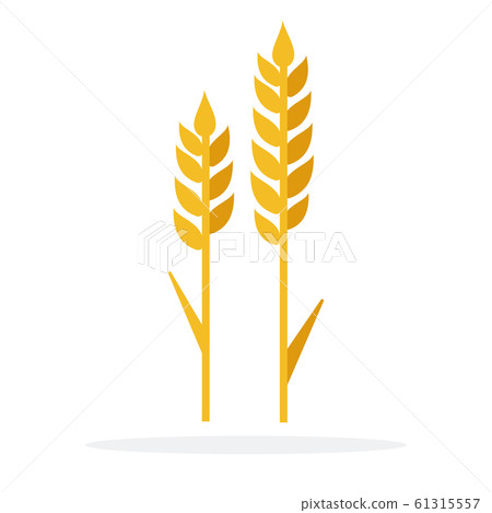 Ears of wheat vector flat isolated Ears of wheat vector flat isolated 61315557