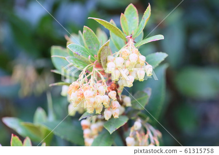 草莓樹花 61315758