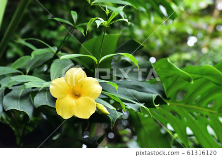 Fly Ariake Kazura Fly Ariake Kazura 61316120