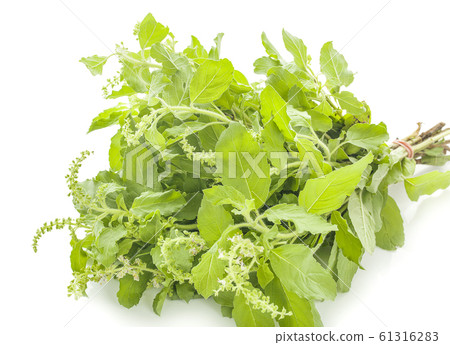 Holy basil an isolated on white background Holy basil an isolated on white background 61316283