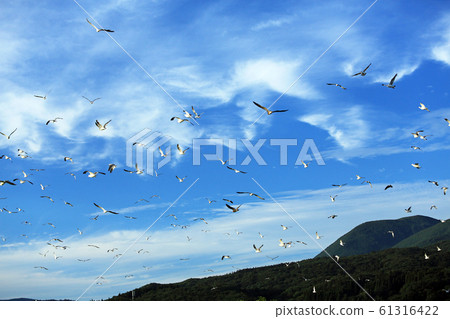 Sea cat ranbu predatory landscape 11 61316422