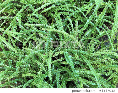 SECATA MASHIDA / Shinjuku ' 61317038