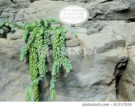 Sedum Morganianum / Shinjuku ' 61317039