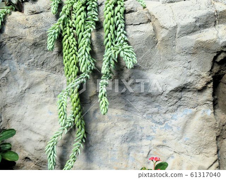 Sedum Morganianum /新宿' 61317040