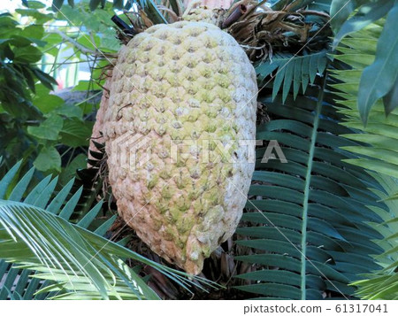 Dion Spinulosum /新宿' 61317041