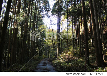 森林公路 61317599