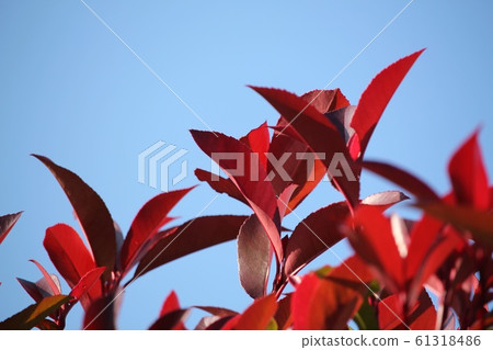 Benika Benika 61318486