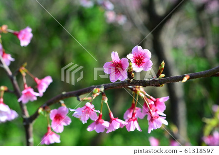 櫻花 61318597