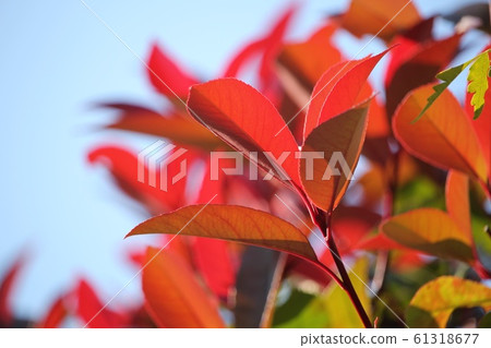 Benika Benika 61318677