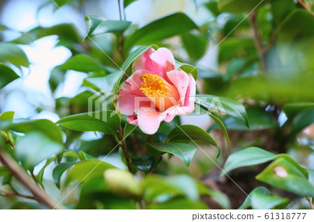 山茶花花覆蓋秋天山 61318777