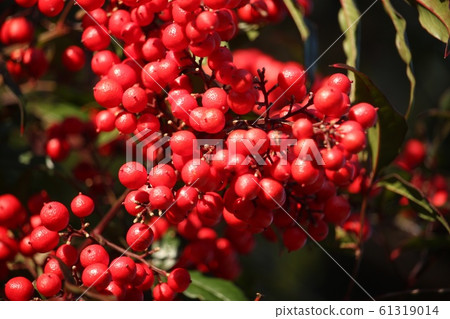 南方的天空 61319014