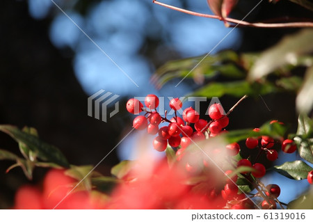 南方的天空 61319016