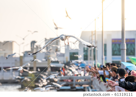 Bang Pu and visitors feeding thousands of seagulls 61319111