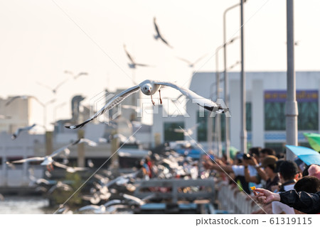 Bang Pu and visitors feeding thousands of seagulls 61319115