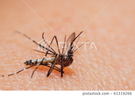 Macro of mosquito (Aedes aegypti) sucking blood 61319266