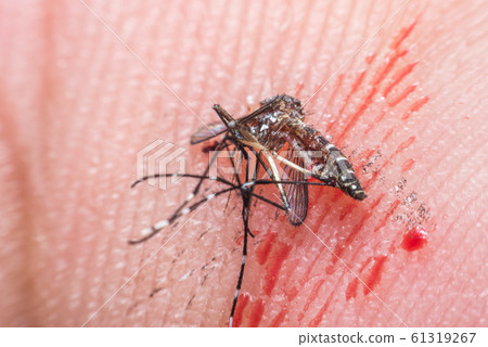 Macro of smashed mosquito (Aedes aegypti) to died 61319267