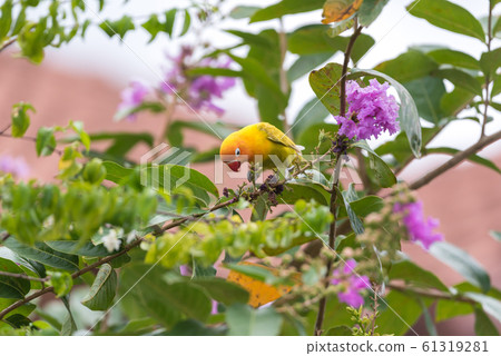 Bird (Lovebird) on tree in nature wild 61319281