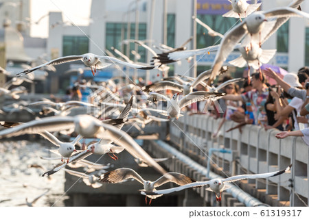 Bang Pu and visitors feeding thousands of seagulls Bang Pu and visitors feeding thousands of seagulls 61319317