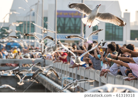 Bang Pu and visitors feeding thousands of seagulls Bang Pu and visitors feeding thousands of seagulls 61319318