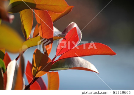 Benika Benika 61319665