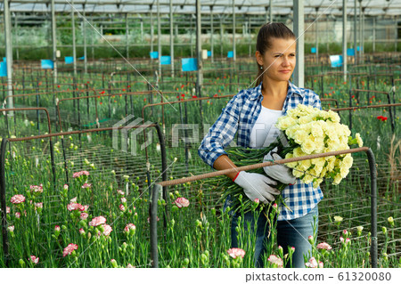 Woman gardener with bouquet of white carnations in orangery 61320080