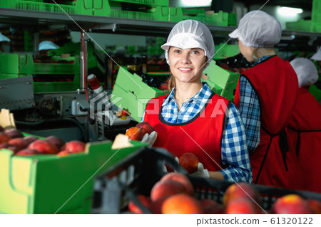 Young woman holding peaches during sorting to crates and checking quality at warehouse on factory Young woman holding peaches during sorting to crates and checking quality at warehouse on factory 61320122