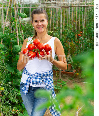 Woman picks ripe red tomatoes on a plantation Woman picks ripe red tomatoes on a plantation 61320193