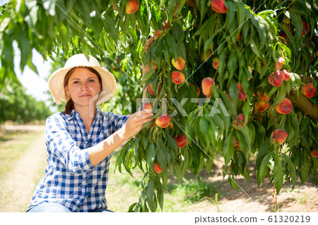 Woman farmer picking harvest of peaches from tree Woman farmer picking harvest of peaches from tree 61320219