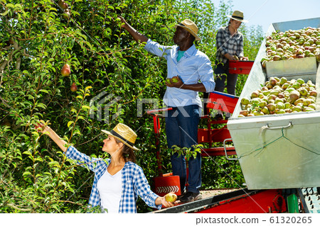 Workers picking pears on harvesting platform 61320265