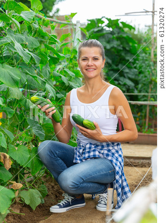 Smiling woman picking harvest of fresh cucumbers in sunny garden 61320274